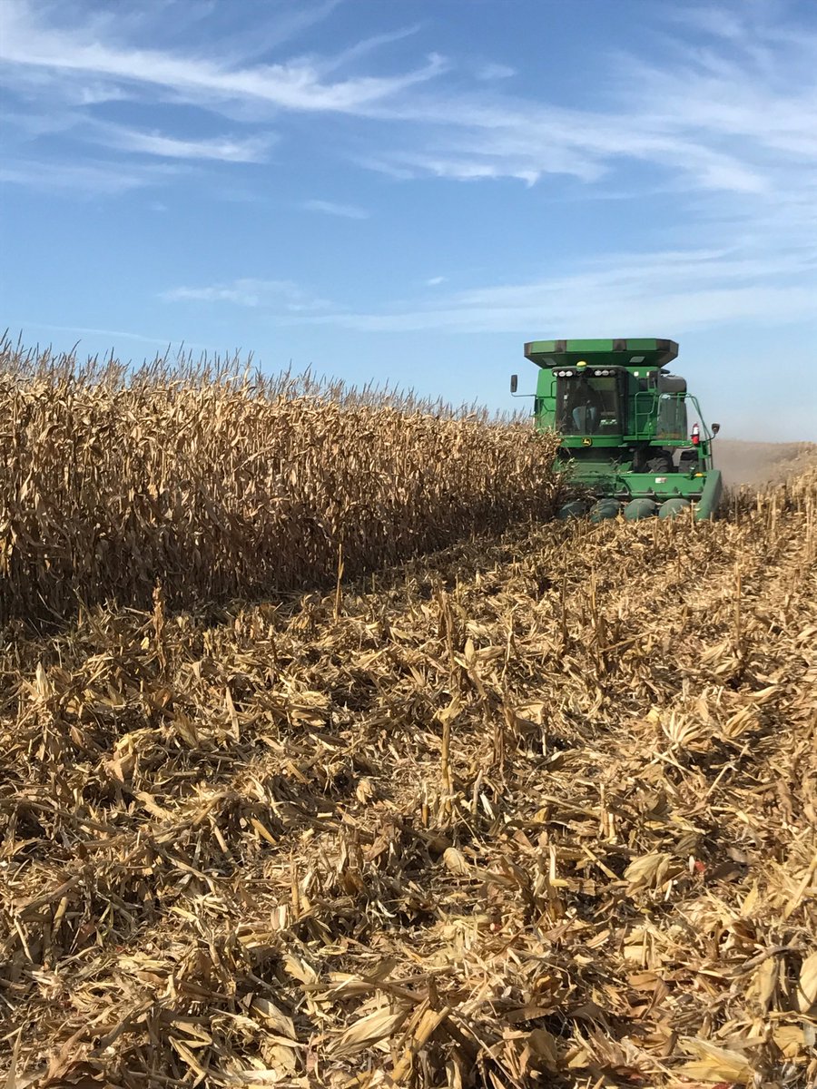 Rich_Larson_'s tweet photo. PFS 77P94 coming off in a plot north of Oakes. Well over 200 bu. This one is impressing me every time. @PFSeed https://t.co/aNmeJNaWKw