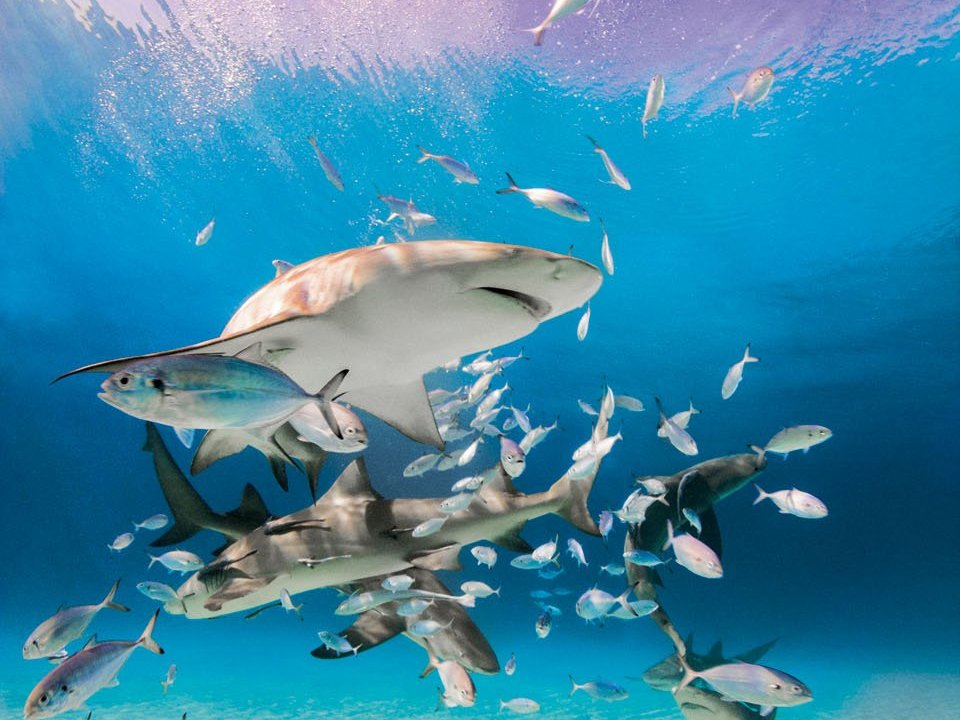 Shark week? How about shark decade? #sharks #sharkphotography  cpix.me/a/32958248