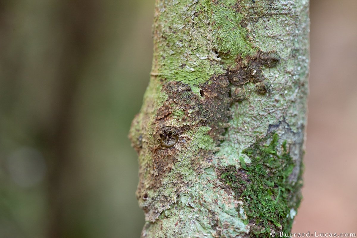 An incredibly well-camouflaged leaf-tailed gecko, photographed in Madagascar.