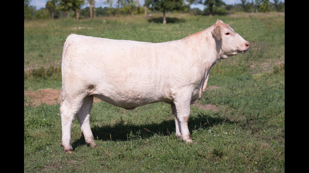 BrianCoughlin2's tweet photo. Lot 27 in UTA tomorrow. Monument/Coach bred ONL Chara. Big ribbed,hair and made right. #cornerview https://t.co/WOBVzwwQjq