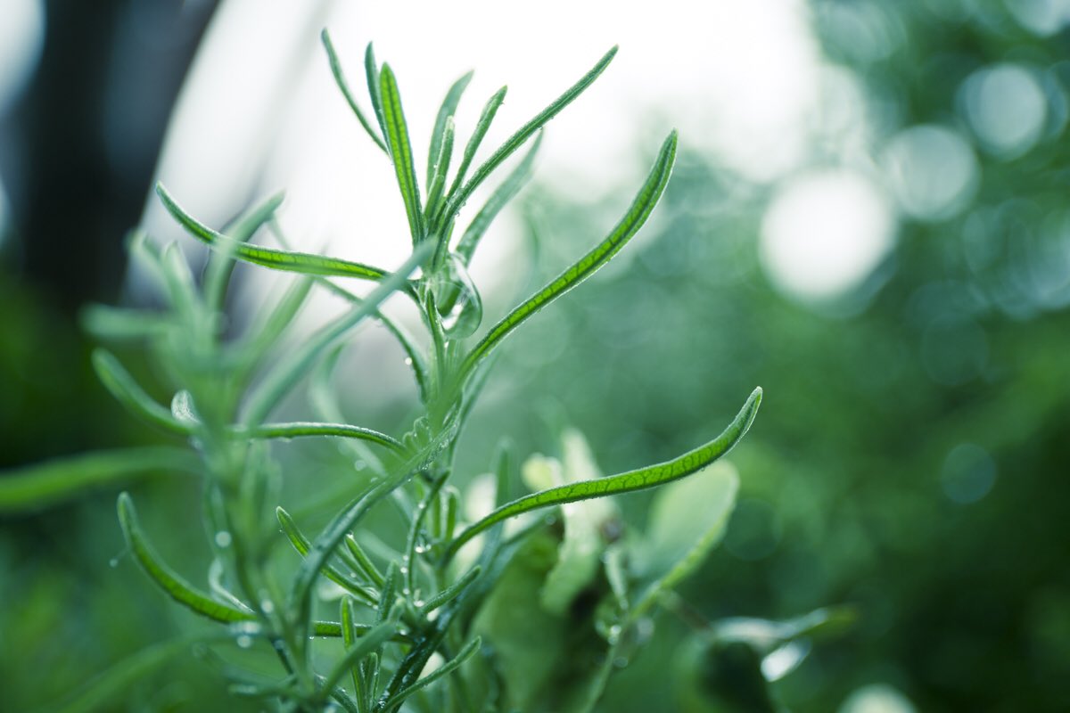 waterruu's tweet photo. #rainyday #portraits #作品撮り #撮影モデル募集 #greenleaf https://t.co/3NTrLZFoE5