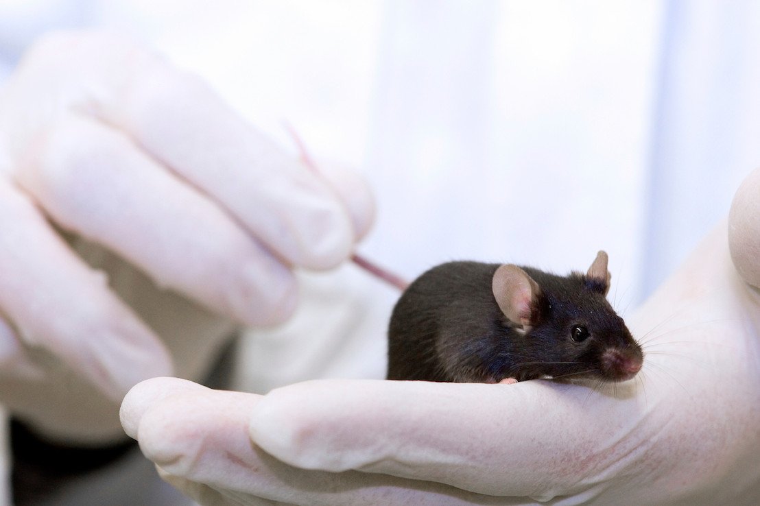 GAIABrussels's tweet image. A first in Belgium ! Brussels-Capital Region sets specific target to reduce #animaltesting gaia.be/en/news/brusse…