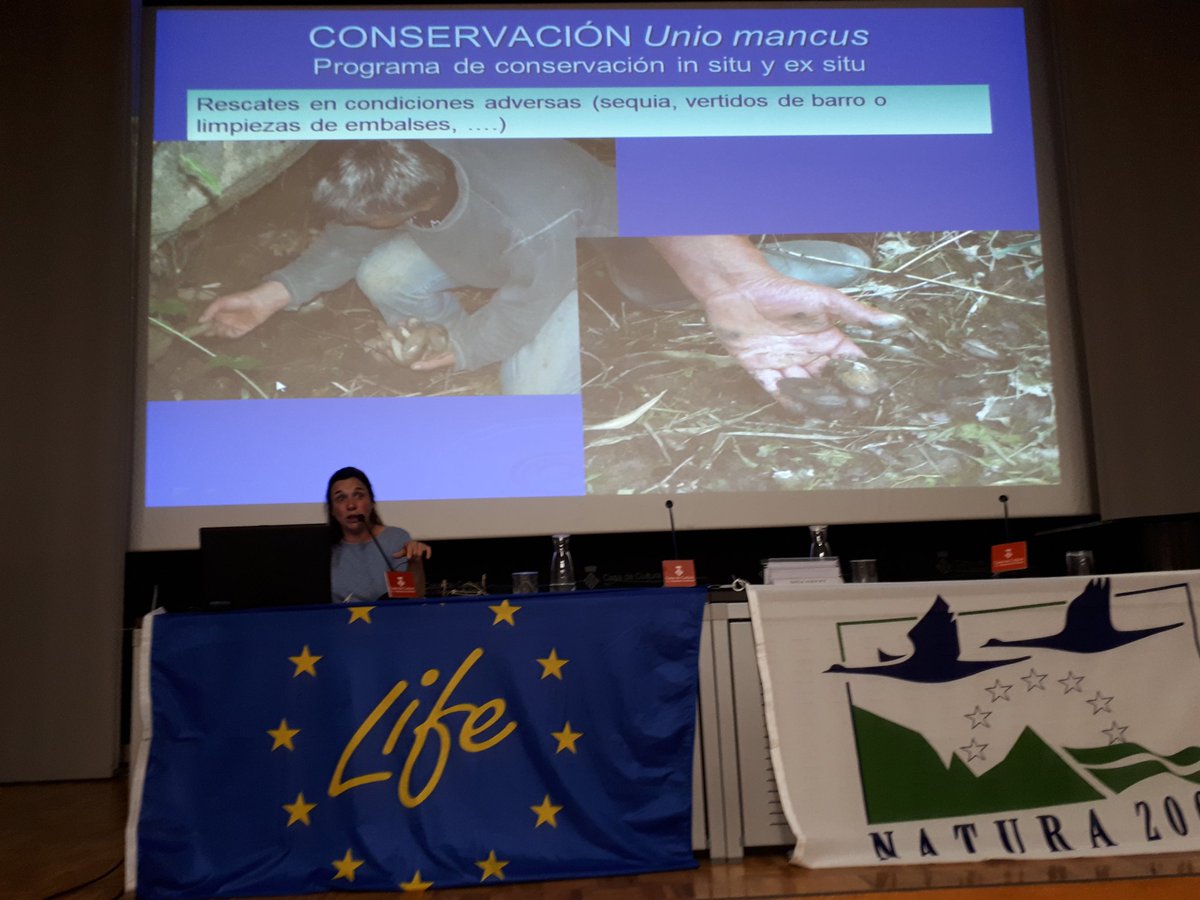 CAMADOCA_ADEFFA's tweet photo. #ADEFFA presenta una comunicació dels 14 anys de conservació d'Unio mancus a les Jornades de mol.luscs continentals de Girona. #potamofauna https://t.co/D8bIEymkg9