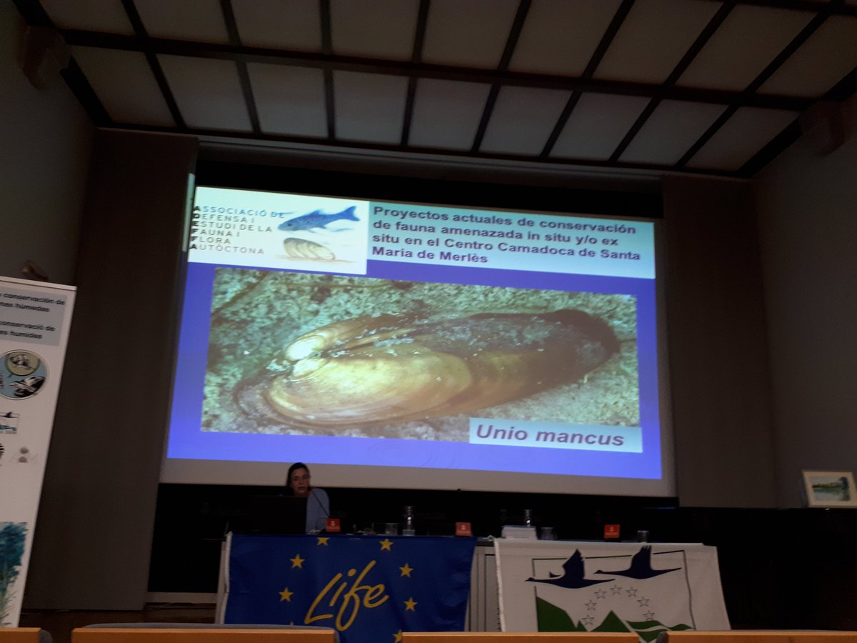 CAMADOCA_ADEFFA's tweet photo. #ADEFFA presenta una comunicació dels 14 anys de conservació d'Unio mancus a les Jornades de mol.luscs continentals de Girona. #potamofauna https://t.co/D8bIEymkg9