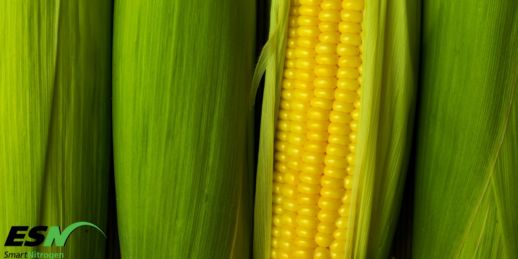 ESN is the Smart Nitrogen for fall strip-till applications. See why: bit.ly/2fW1hqH #Corn