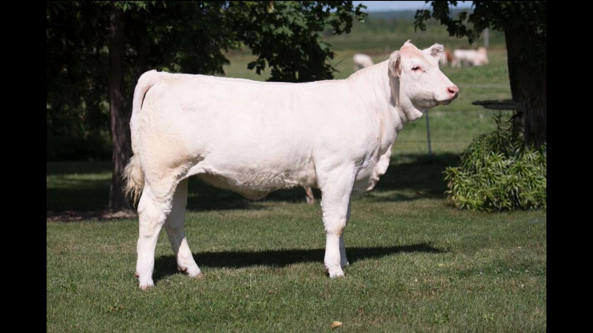 BrianCoughlin2's tweet photo. Lot 36 UTA Monument/Sparrows Barlow. Soft made easy doing style. Big time hair and great disposition #cornerview https://t.co/bigw0iUGYb