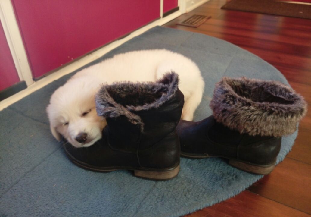 LilSuki's tweet photo. Who needs to eat shoes?? Sleep is my first priority!.. 😴 https://t.co/99dKCbe7Gd