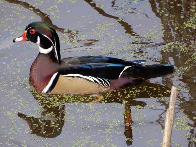 COLOURFUL LITTLE ONE! - Beautiful #WoodDuck at <a href="/RBGCanada/">Royal Botanical Gardens</a> Cherry Hill Gate.  Submitted by Denise Turcotte. #HamOnt