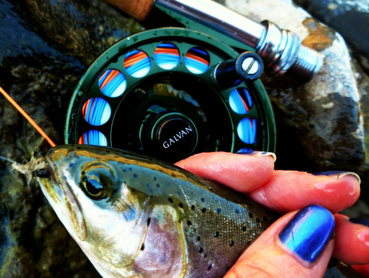 fishionista's tweet photo. On the dry in October? Please and thank you! #galvangirlpower #FlyFishing #fishionista #406living #montana #cubbyblue @GalvanFlyReels https://t.co/f86XAyj1X4