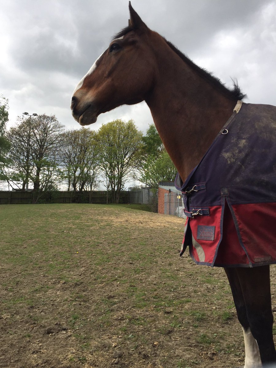 WYPHorses's tweet photo. We're very sad to announce that Connor has passed away peacefully after a short sudden illness.Truly a great police horse & brave to the end https://t.co/c2C3Bu4BpQ