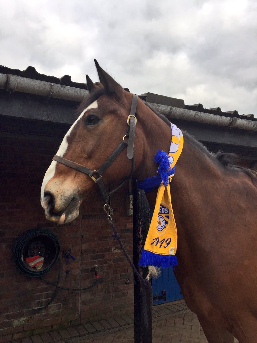 WYPHorses's tweet photo. We're very sad to announce that Connor has passed away peacefully after a short sudden illness.Truly a great police horse & brave to the end https://t.co/c2C3Bu4BpQ