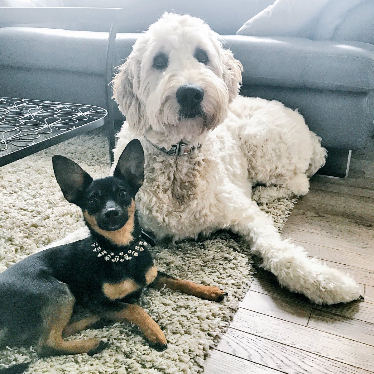 ParkertheGoodle's tweet photo. Hey Amazon, if you move to Calgary we will let you pet us and hang out with you at the dog park! #AmazonYYC #AmazonHQ2 @amazon @nenshi #yyc https://t.co/qDjv8krYRJ