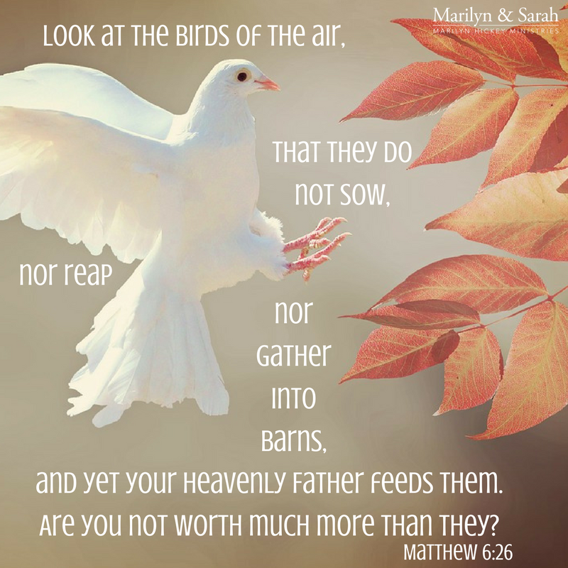 marilyn_hickey_'s tweet photo. Look at the birds of the air, that they do not sow, nor reap nor gather into barns, and yet  . . . Matt. 6:26 #JehovahTsaboath https://t.co/wpmJZp4E7y