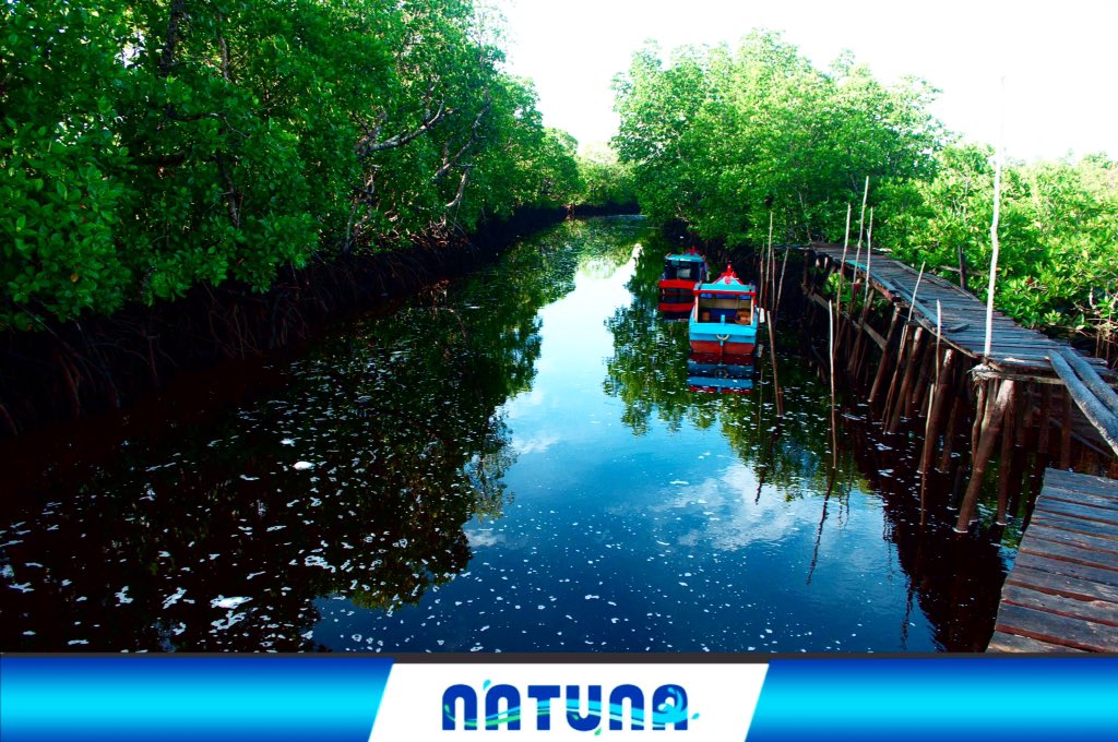 disparnatuna's tweet photo. Wisata mangrove, Natuna. #natuna #wisatanatuna #kepri #mangrove #apiaward2017 #FestivalBahariKepri https://t.co/HeOWYDQsKo