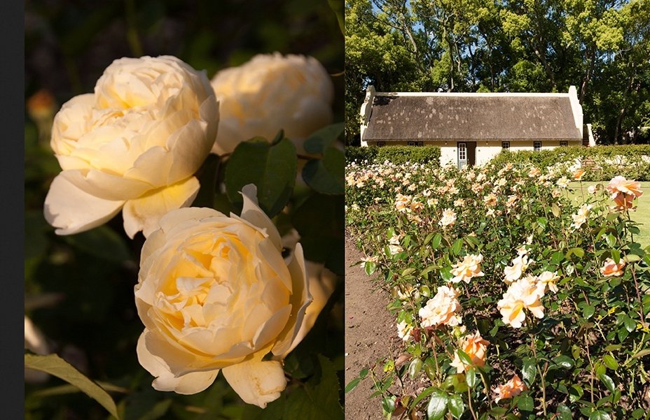 Now is the time to visit wineries with great gardens. Tastetrip recommends @VergelegenWines <a href="/RustenbergWines/">Rustenberg Wines</a> <a href="/babylonstoren/">Babylonstoren</a> <a href="/DMZwine/">DeMorgenzon Wine Estate</a>