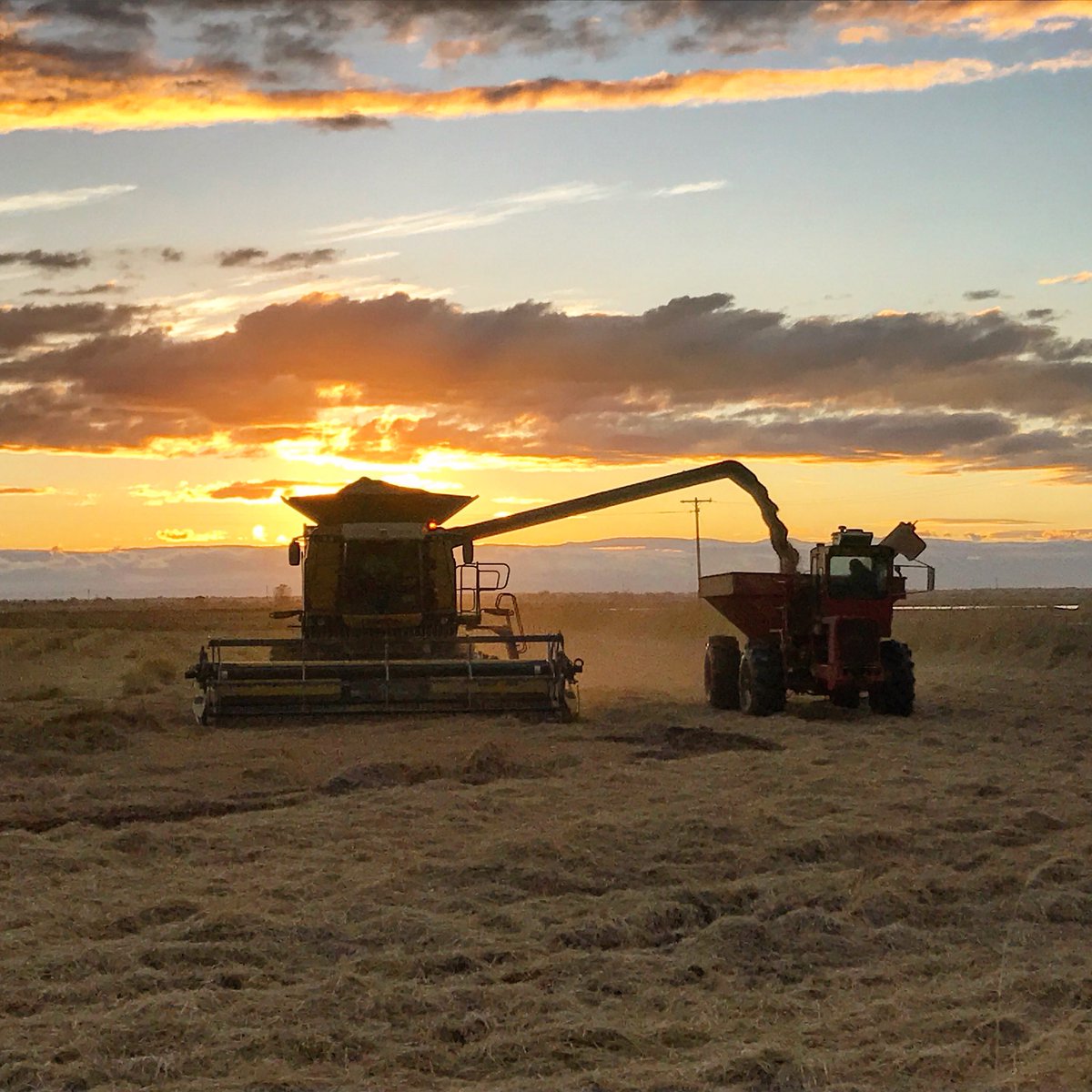 BosworthFarms's tweet photo. Harvesting premium medium grain rice last night. We have harvested 90% of our crop so far. #californiarice #thinkrice #sacfarm2fork #sushi https://t.co/Pizy03igPq