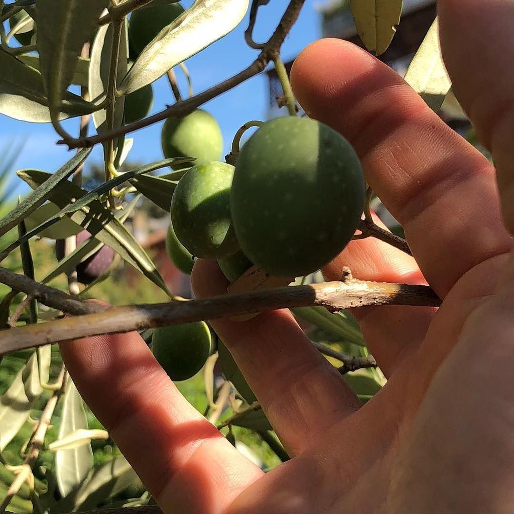 misiogatto's tweet photo. Mani che si arrampicano... La raccolta 
#hand #olives #garden #home #me #countryman #rome #green #plants #springto… https://t.co/zPShXO1KHN https://t.co/sZ43krnV0a