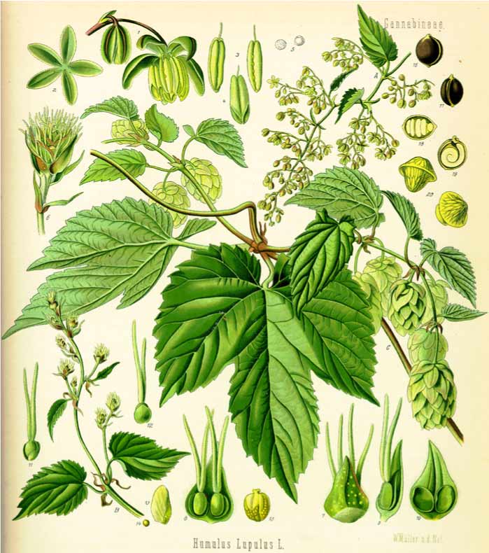 BioModeling's tweet image. We're looking for measures of hop leaves to implement in our model! The adventure goes on! 🔬🌿
 #Botany #BioModeling #Hops