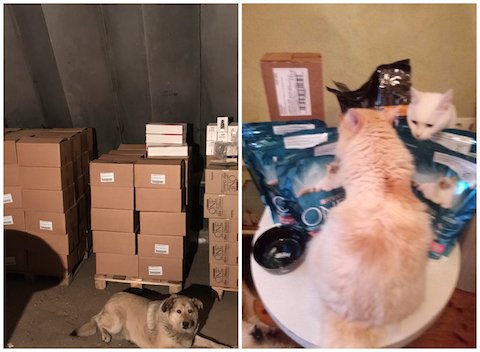 Пурина помогла животным из приютов ghope.ru/news/purina-po…