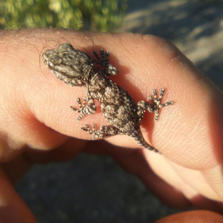 Si tienes una salamanquesa en tu huerto, tienes un tesoro. No hay mejor aliado para el agricultor💚  Feliz #ReptileAwarenessDay!