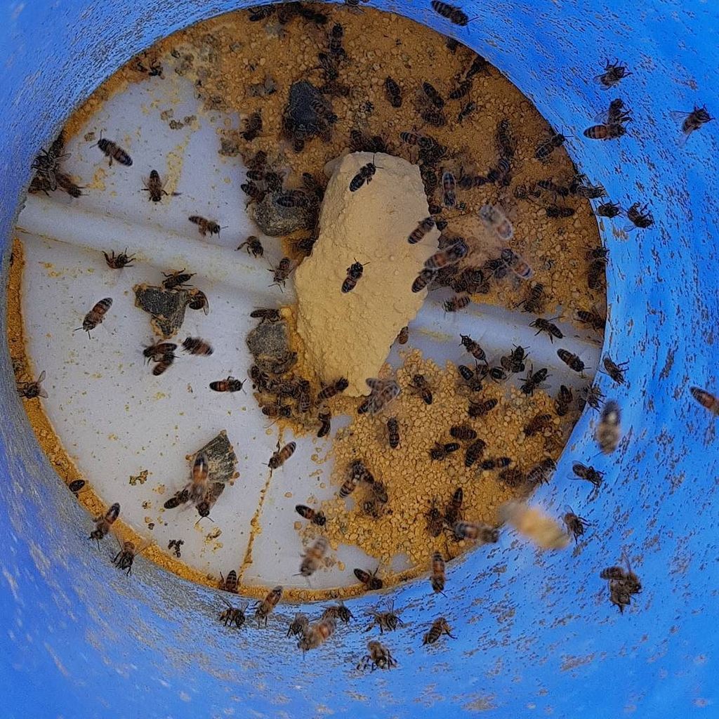 TheBeeMan2's tweet photo. The last of the ultabee pollen substitute #pollensubstitute #bees #beekeeping https://t.co/Acsw6rjzDB https://t.co/Wa4CKQeFDn