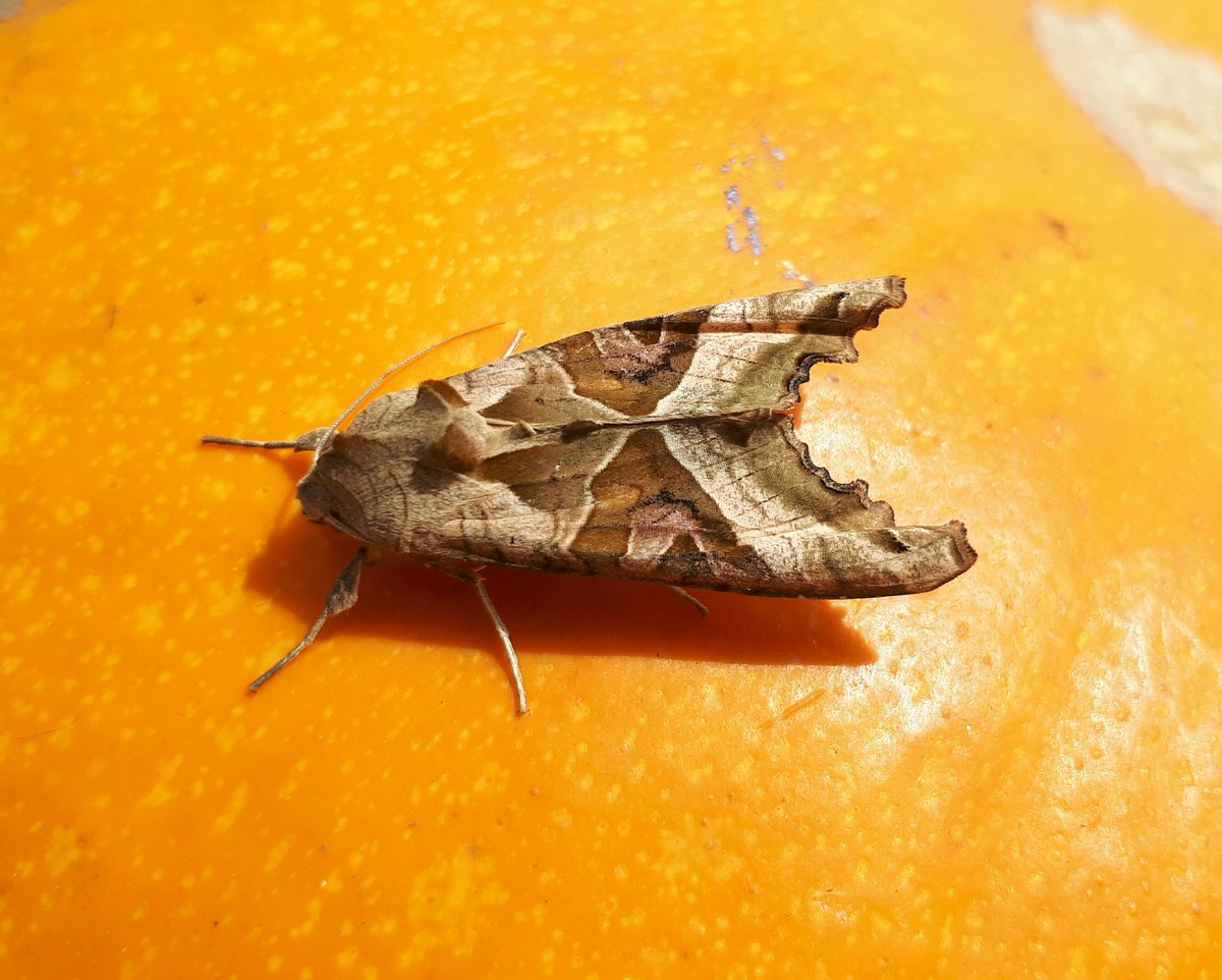 carolynhargest's tweet photo. #angelshades seen in amongst Tesco's pumpkins #teammoth @EdinburghNats https://t.co/qOt6OMsHCQ