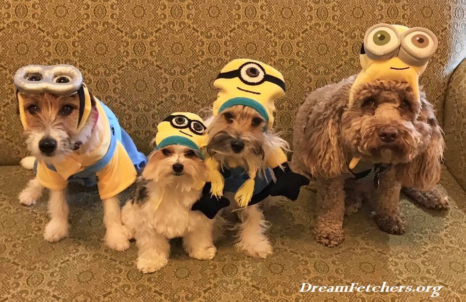 4 more reasons why I love <a href="/rubiespetshop/">Rubie's Pet Shop</a> Thank you for the great #minions #costumes <a href="/MOVIESTARDOGZ/">Paws For Effect</a>