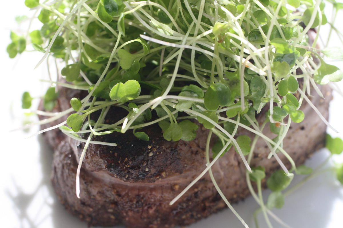 VeggieBros_'s tweet photo. GROW YOUR OWN! #veggie_bros #microgreen #superfood #urbanfarm #urbanfarming #farmersmarket #food #chefs #veggiebros https://t.co/GkSow3lY6H https://t.co/tIb0QfpTGG