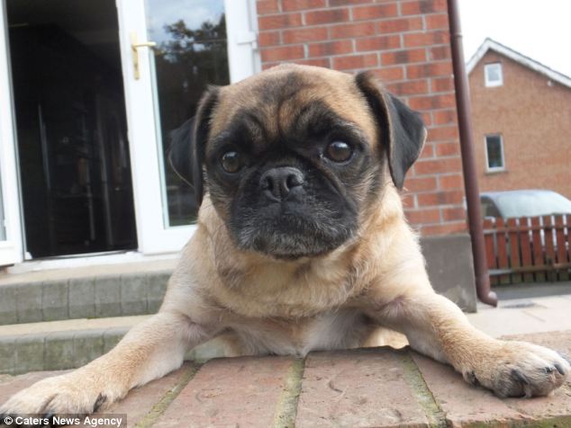 xangelamae's tweet photo. LOCA THE SPECIAL PUG WHO LIVES IN BELFAST IRELAND AND WHOSE FAVRIT THING'S A HUG WHO CAN'T FECKIN RUN
DIED

DONT TOUCH ME

#PRAYFORLOCA https://t.co/mxVMNiuUMz