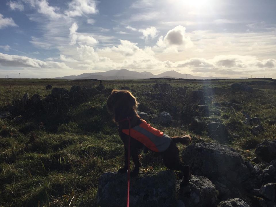 StorasUibhist's tweet photo. Ideal day for Snipe shooting with our guests staying in #grogarrylodge this week #sporting #communityownedestate #uibhistadeas #iochdar 🌄 https://t.co/tQXp3XYSY7
