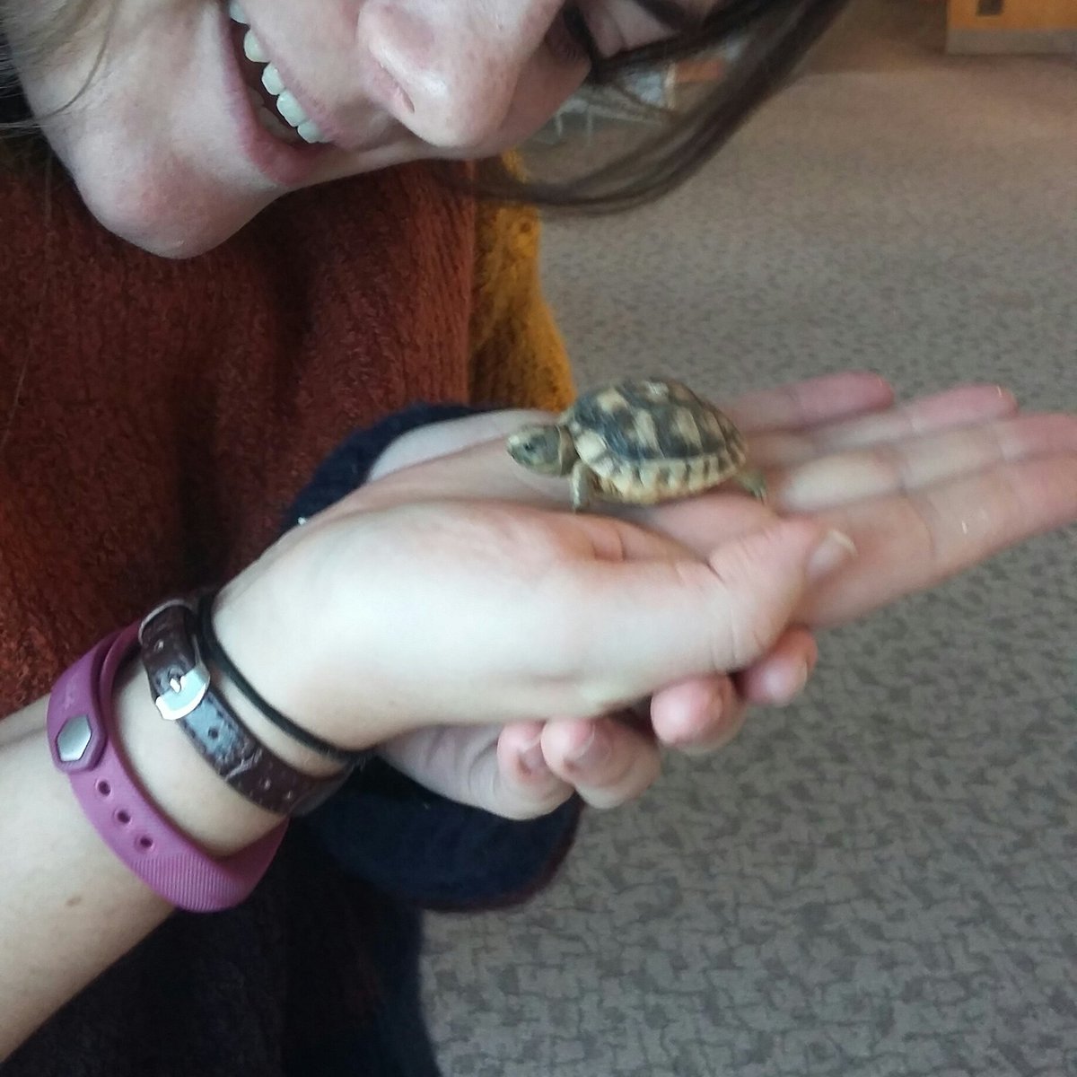 hollyzransley's tweet photo. Great day at work #Wellbeing #tinytortoise #ashfords @Ashfords_Law https://t.co/A7ZDYsGyXG