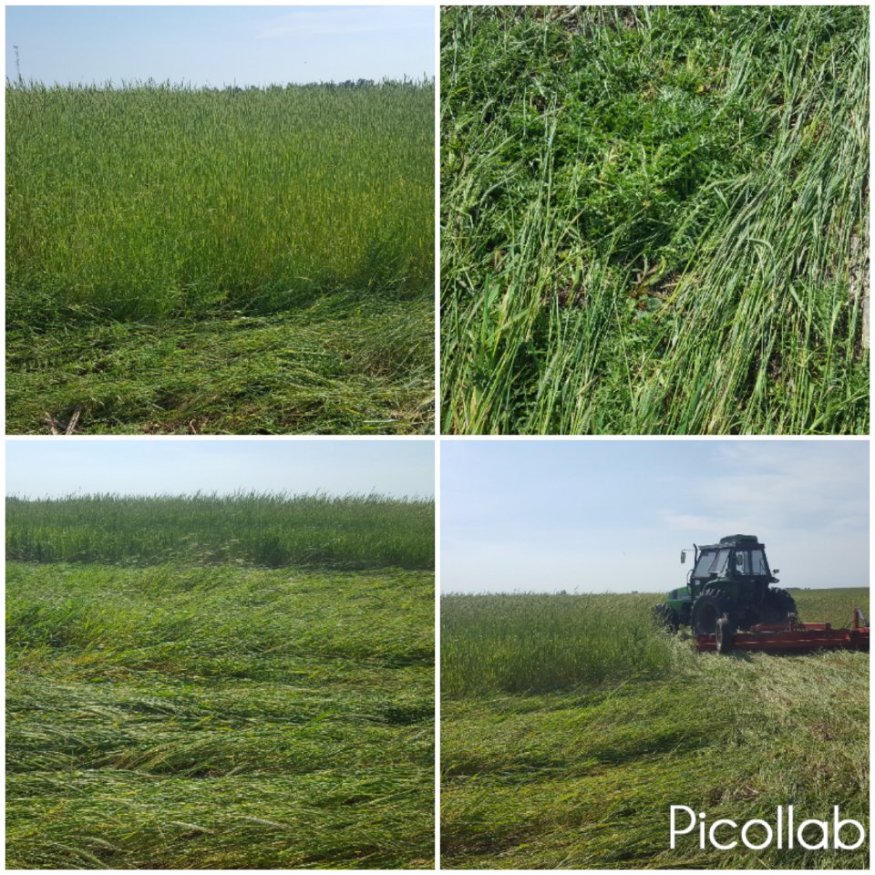 Rolado de centeno en el módulo periurbano INTA Marcos Juárez <a href="/INTAMsJuarez/">INTA Marcos Juárez</a> <a href="/MsJzCoverCrops/">Cover Crops</a> <a href="/BollattiP/">Pablo Bollatti - AgroSustentable</a> #transformandoaguaenproduccion