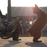 親から子へ、師から弟子へと受け継がれてい行く猫拳法ｗ