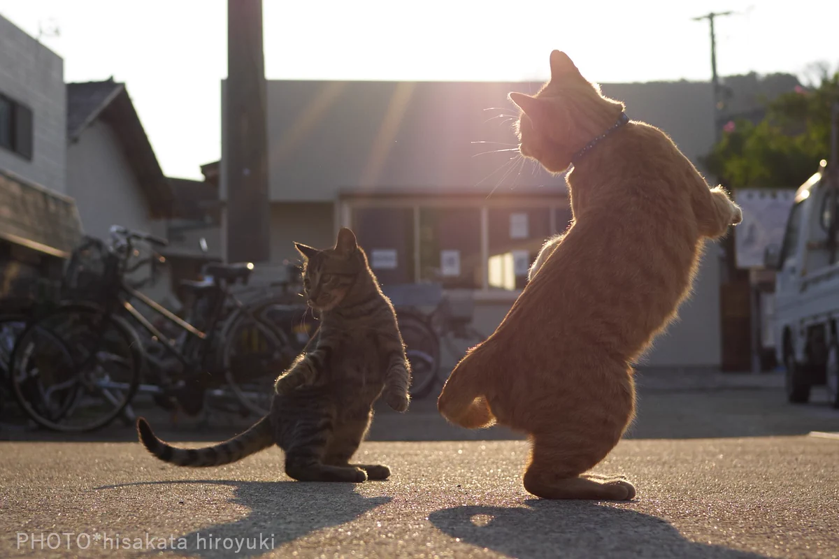 親から子へ、師から弟子へと受け継がれてい行く猫拳法ｗ