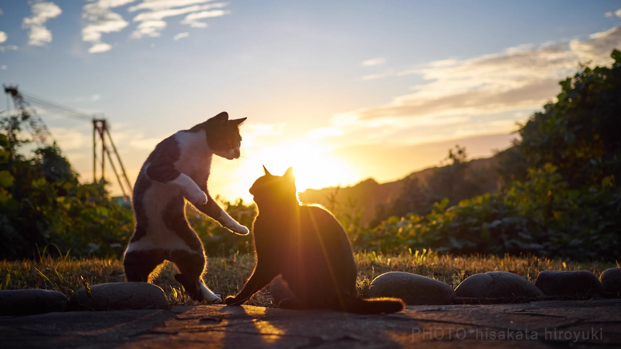 親から子へ、師から弟子へと受け継がれてい行く猫拳法ｗ