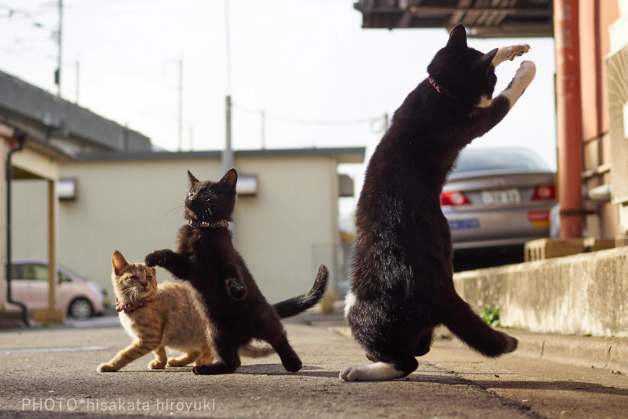 親から子へ、師から弟子へと受け継がれてい行く猫拳法ｗ