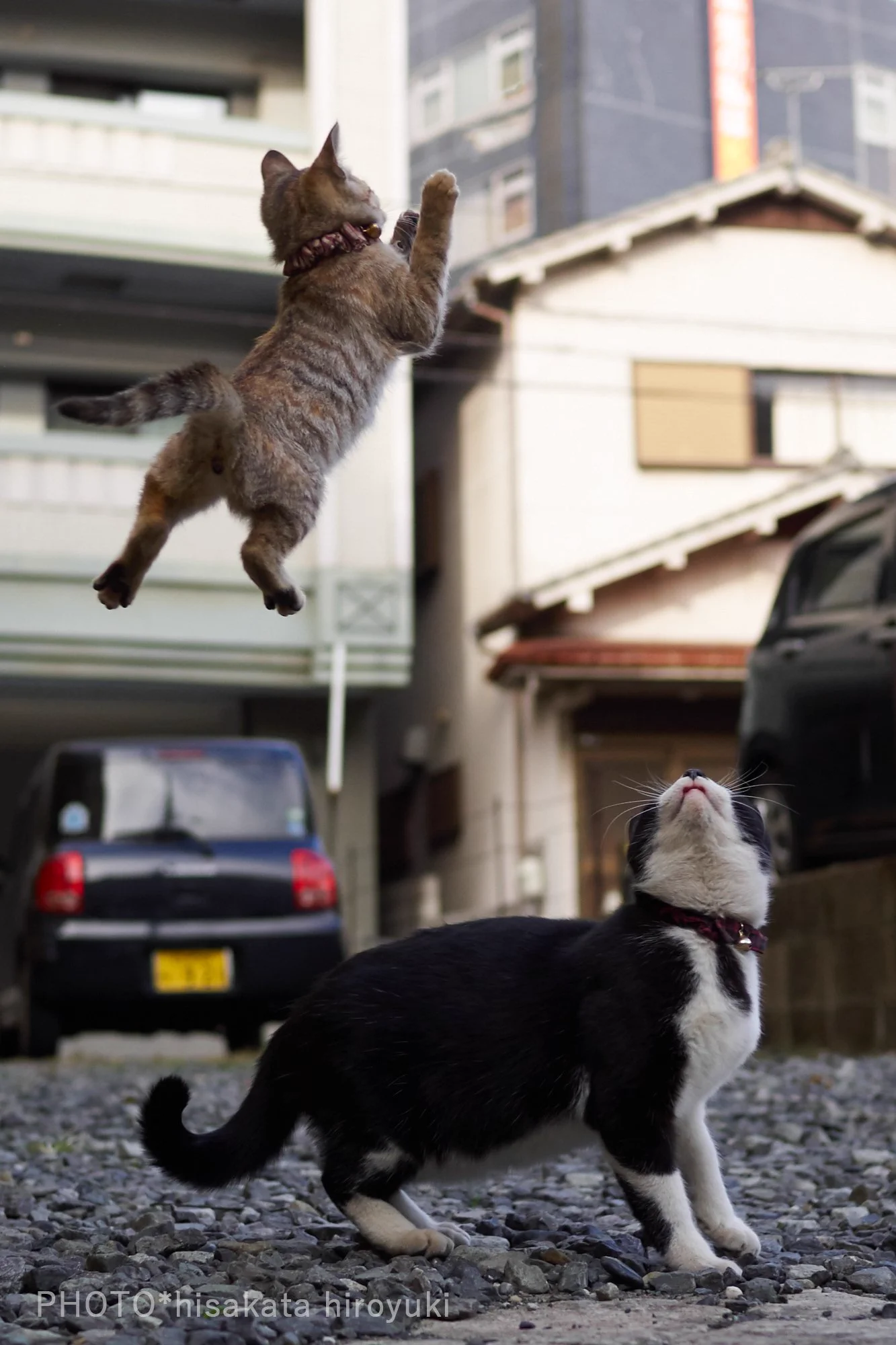 親から子へ、師から弟子へと受け継がれてい行く猫拳法ｗ