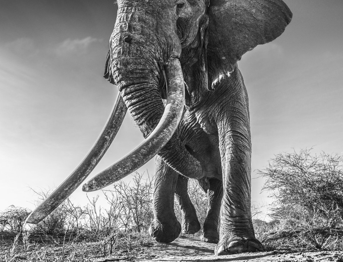 UKNikon's tweet photo. Photographer @David_Yarrow photographs Lugard; a 48 year old elephant in Tsavo East Kenya with the new #NikonD850. https://t.co/olWTjZ0V6J