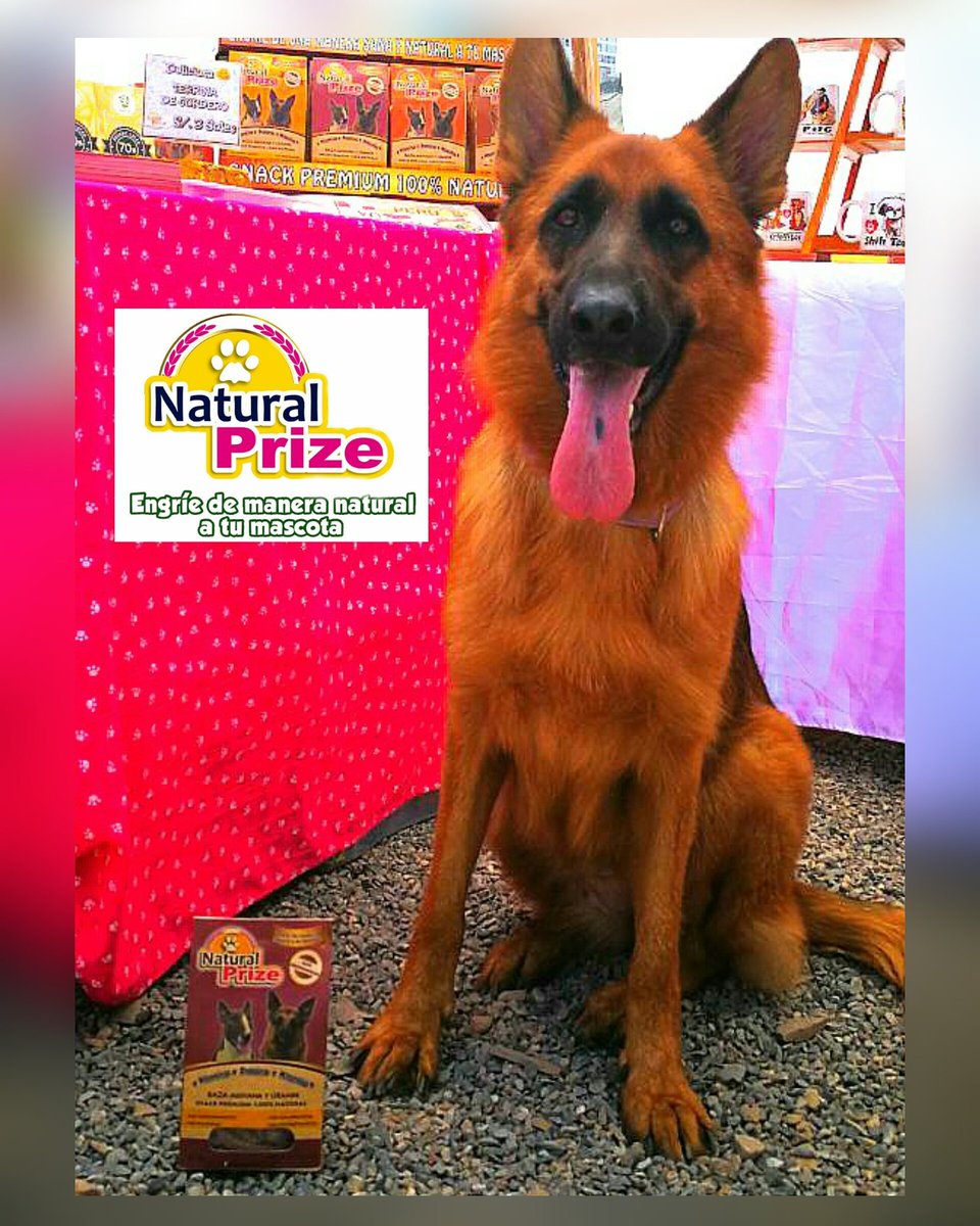 Natural_Prize's tweet photo. #NaturalPrize #SnacksPremium π―%naturales π #galletasparaperros #Peru #2017 #mundodeperros @FeriaNavidad @Natural_Prize π https://t.co/9QRubTNsL4