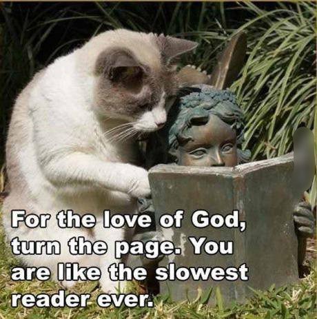 funnypet5's tweet photo. #cat #forTheLoveOfGod #turnThePage #youAreLike #theSlowest #reader #everπΊTag your friends!!! https://t.co/PXo73A0gVp