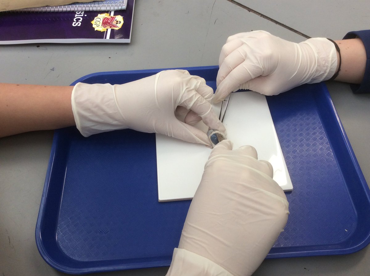 Ebor_F_Science's tweet photo. @ebor_filey Year 11 Science, eyeball dissection on a Friday after lunch, Nice! #brave #proud https://t.co/CRAzuuBSuP