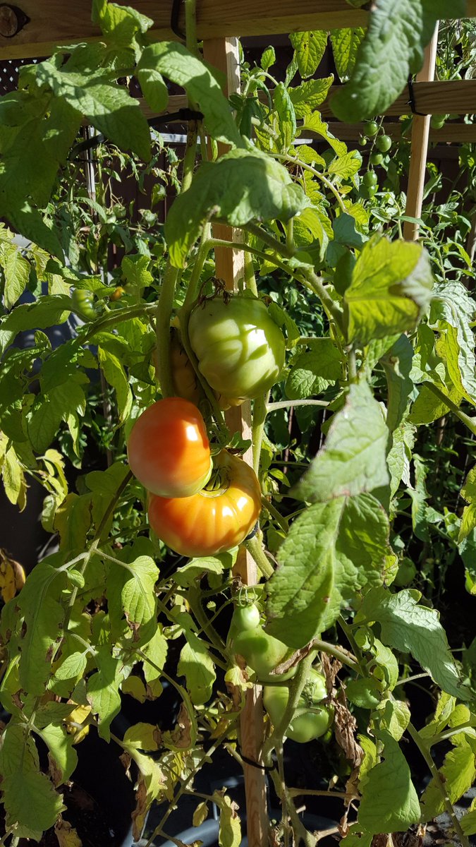 labambocheTO's tweet photo. Oct 20th and my babies are still growing..Crazy!
#homegrown #garden #fresh #tomatoes #gardening https://t.co/qMuNmPm4NM