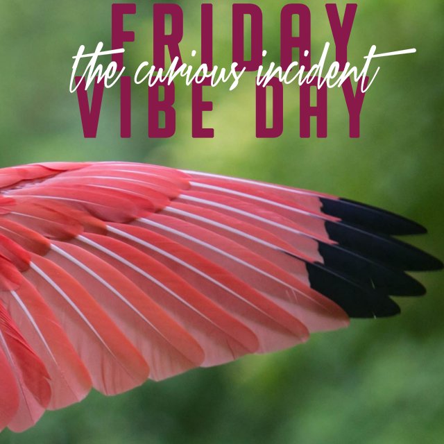 Not winging it with our Friday Vibe Day Playlist this week on <a href="/Spotify/">Spotify</a>! Click this bit.ly/curiousplaylist &amp; follow the Vibe Day!🔥 #newmusic