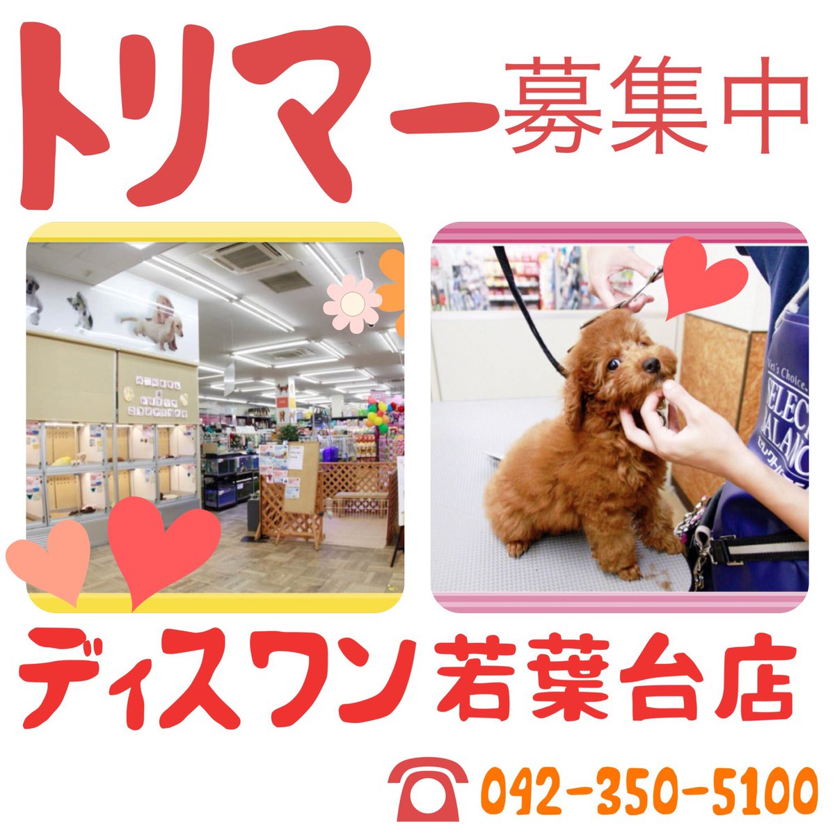 ペットショップ ディスワン若葉台店 Wan Wakabadai Twitter