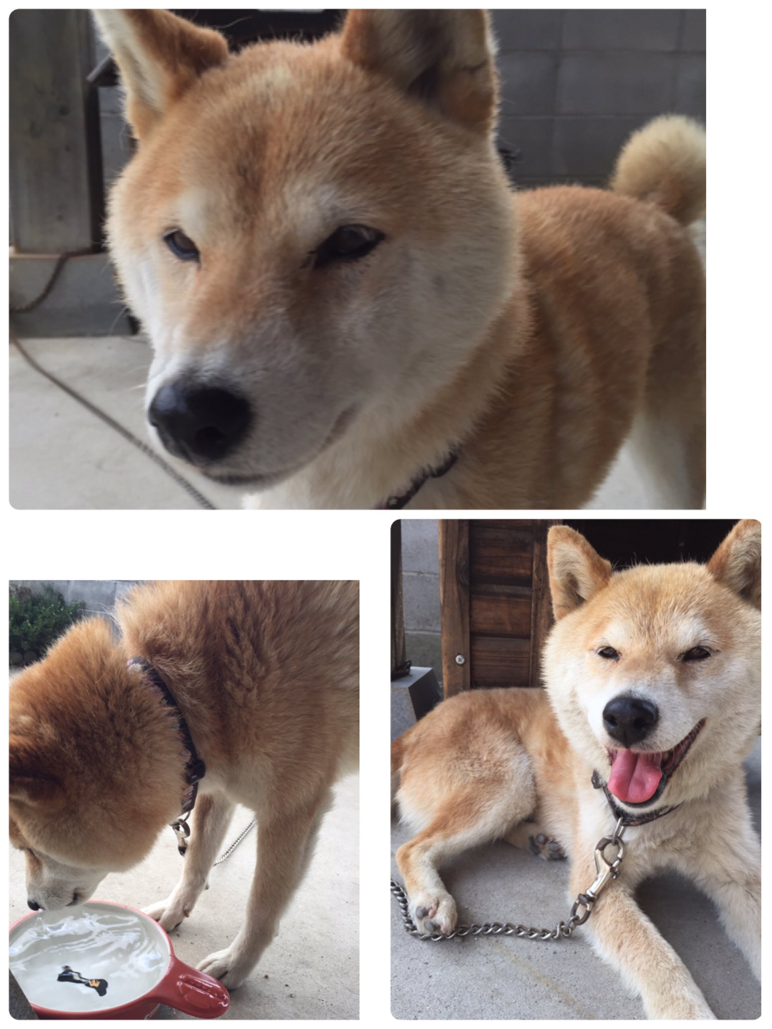 Shomama 探しています 香川県高松市で居なくなりました 12歳のメスの柴犬です 少し臆病な子ですが噛み付いたりはしないです ハイビスカス柄の首輪をつけています どんな情報でも構いませんので ご存知の方よろしくお願い致します Maigo Dog
