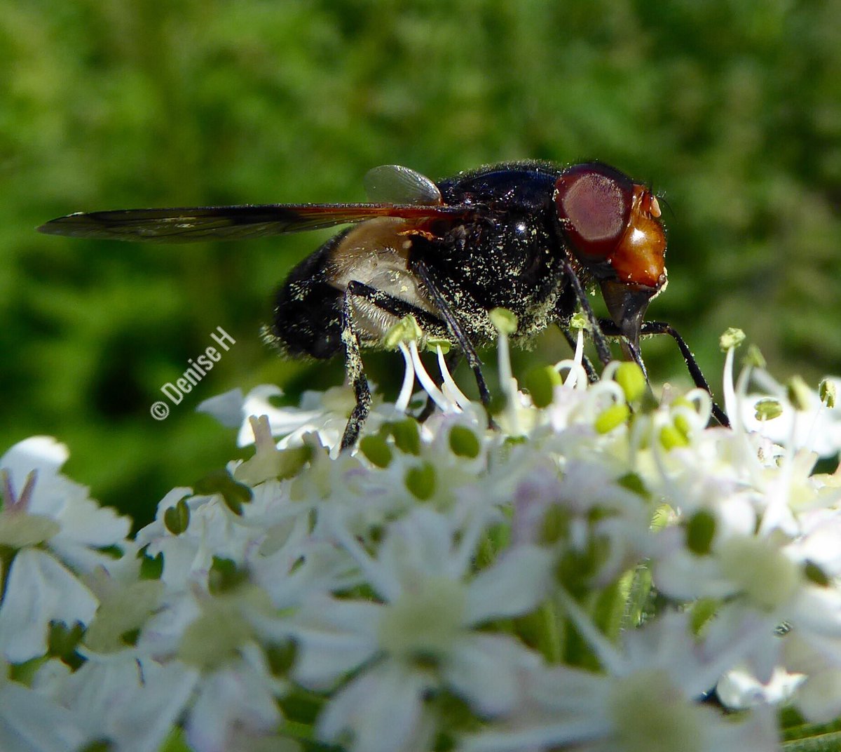 DeeHWildlife's tweet photo. #PellucidHoverfly #insect #wildlife
@wildlife_uk @WildlifeTrusts @YorksWildlife @Natures_Voice @Britnatureguide @WildlifeMag https://t.co/GvvYuCuVcA