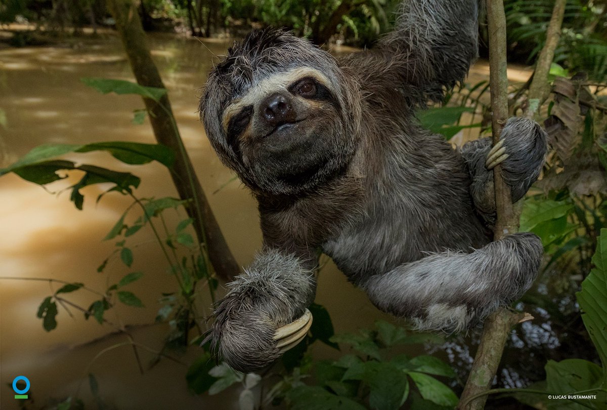 ConservationOrg's tweet photo. On International #SlothDay, check out this video of a #sloth filmed by our virtual reality team in the #Amazon: https://t.co/GOdqQeyJSS https://t.co/4MNkPTpYF5