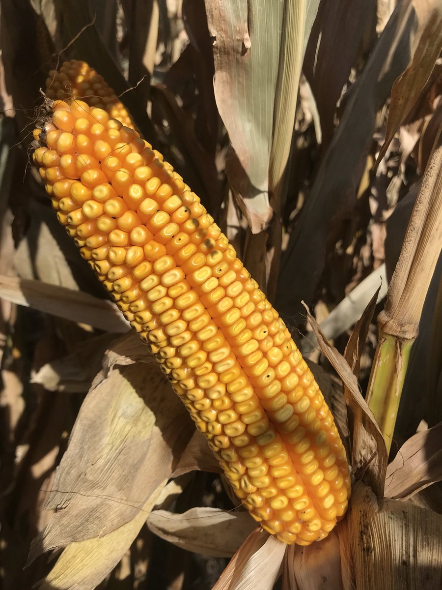 seedzeke's tweet photo. What a week for DRYDOWN in CORN!!! Sampled Monday AM. Retested Thursday AM. 3 hybrids P9929, P0157 &amp; P0589. Averaged -2.8 pts and +3 Test Wt https://t.co/4rxiMEk4Fb
