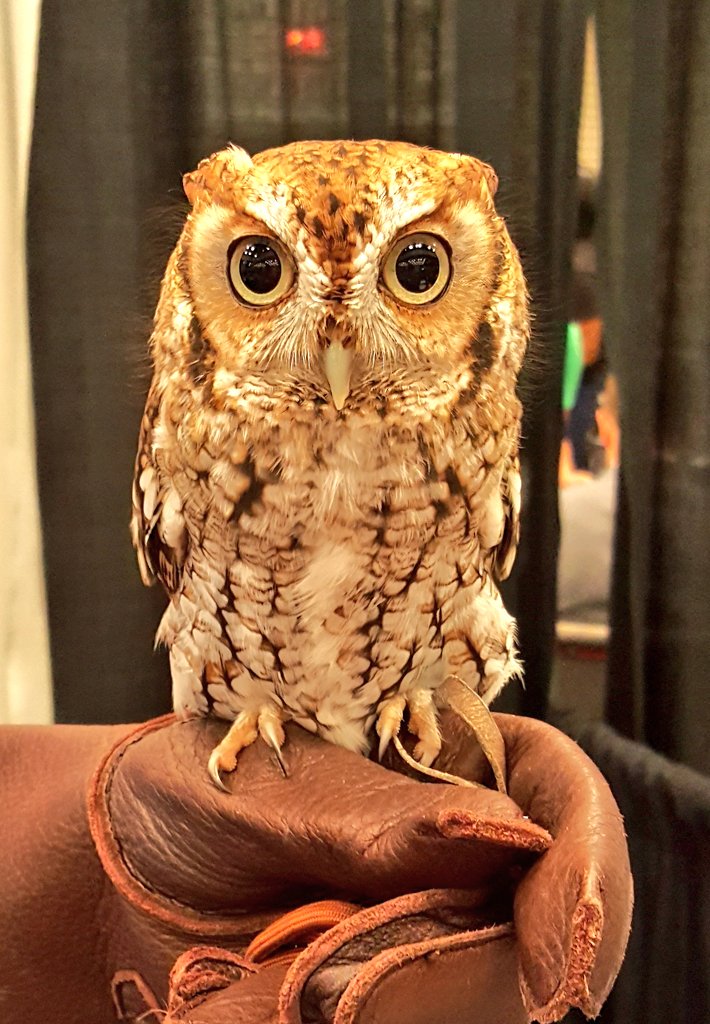 AMsky43's tweet photo. I met Emmit at #FASTScience & fell in 💚. He gave me that look I've given so many ... He must be my spirit 🦉!! #FAST2017 just got awesome! https://t.co/XQsi1aGCfC
