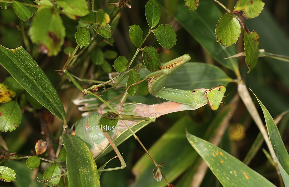 虫注意 発見相次ぐ謎のカマキリ ムネアカハラビロカマキリ ってどんなの こんなの見たことない Togetter